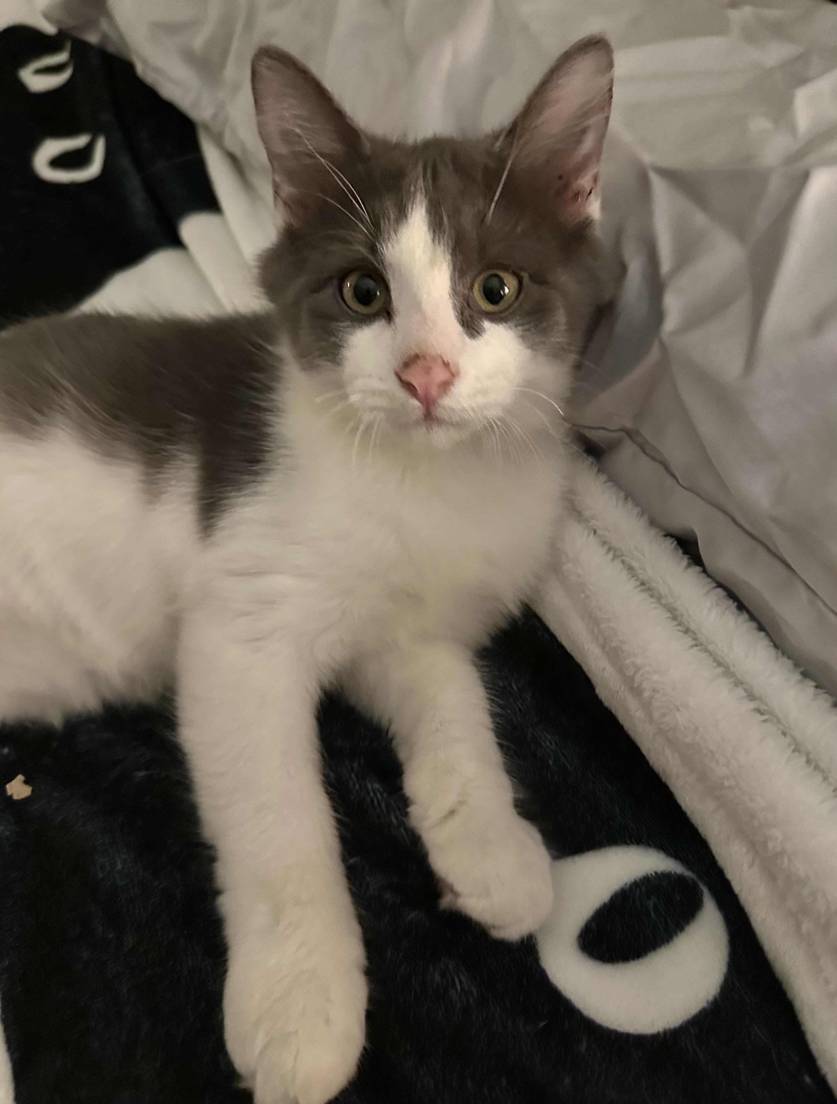 Enlarge Oyster, a ADOPTABLE Domestic Long Hair in Statesboro, GA image 1/1