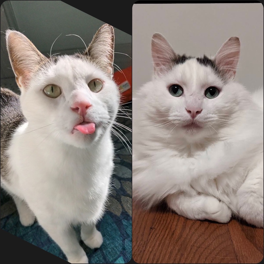 Snuffaluffulcas & Alexander, Adopted, Adult Male Domestic Long Hair & Tabby.