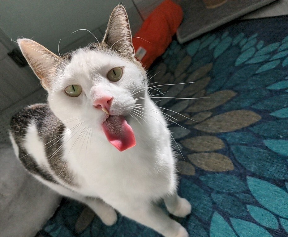 Snuffaluffulcas & Alexander, a Adopted mixed breed in Royal Oak, MI image 2/12