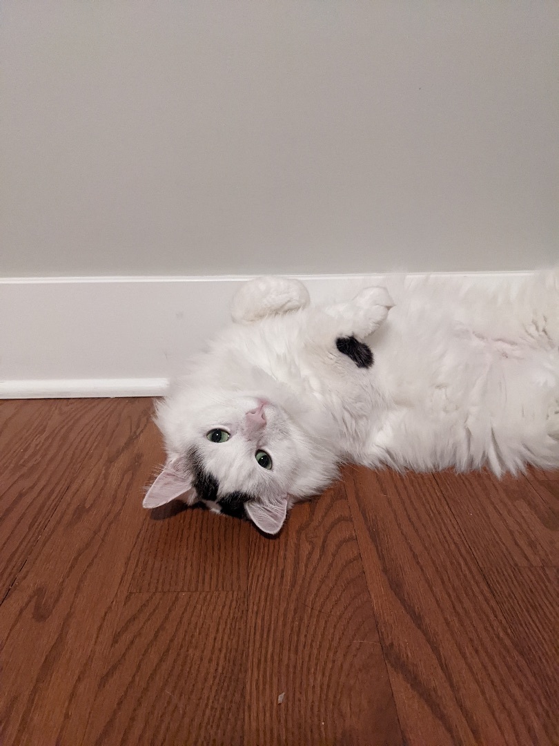 Snuffaluffulcas & Alexander, a Adopted mixed breed in Royal Oak, MI image 3/12