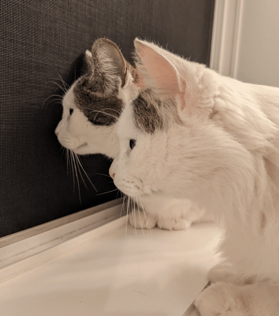 Snuffaluffulcas & Alexander, a Adopted mixed breed in Royal Oak, MI image 4/12