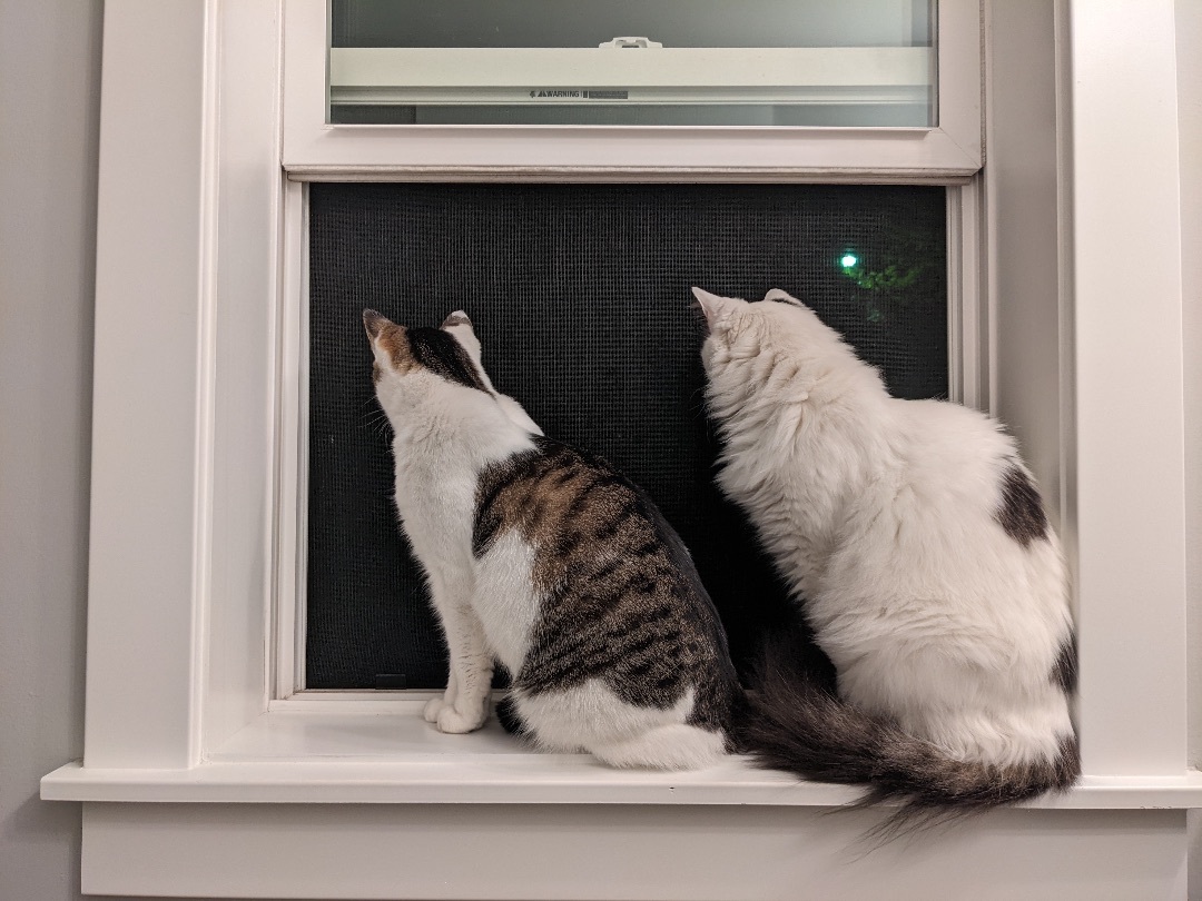 Snuffaluffulcas & Alexander, a Adopted mixed breed in Royal Oak, MI image 5/12