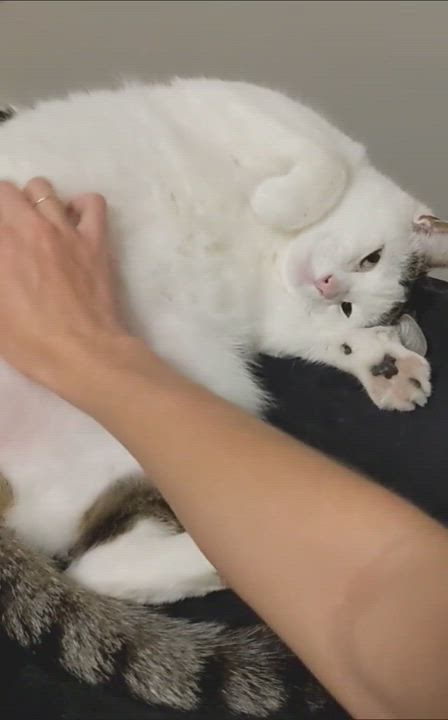 Enlarge Snuffaluffulcas & Alexander, a Adopted mixed breed in Royal Oak, MI video 11/12