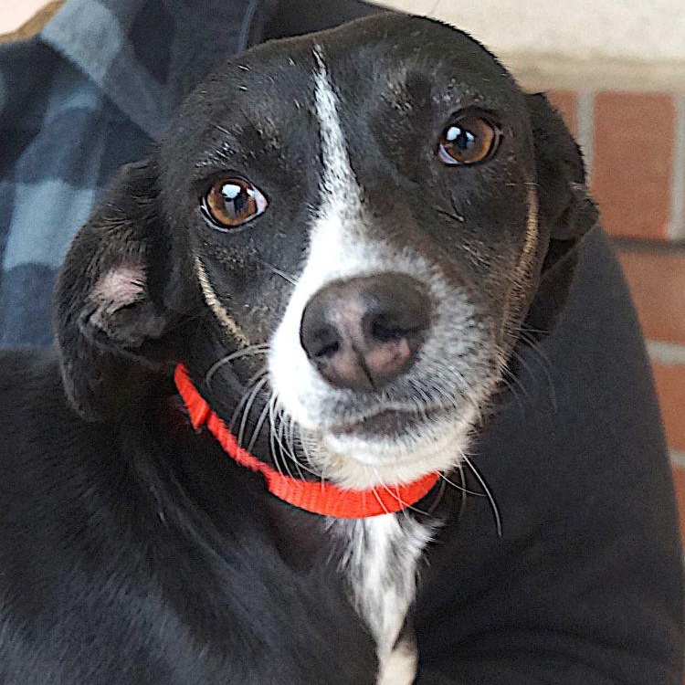 Enlarge Sparky, a Adoptable mixed breed in Carrollton, TX image 1/4