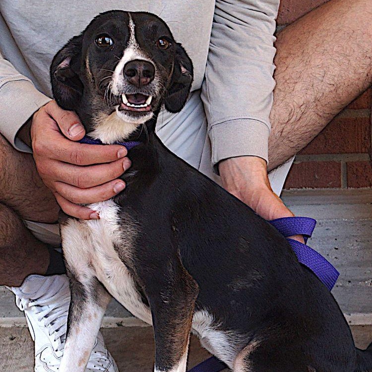 Sparky, Adoptable, Adult Female Border Collie & Terrier.
