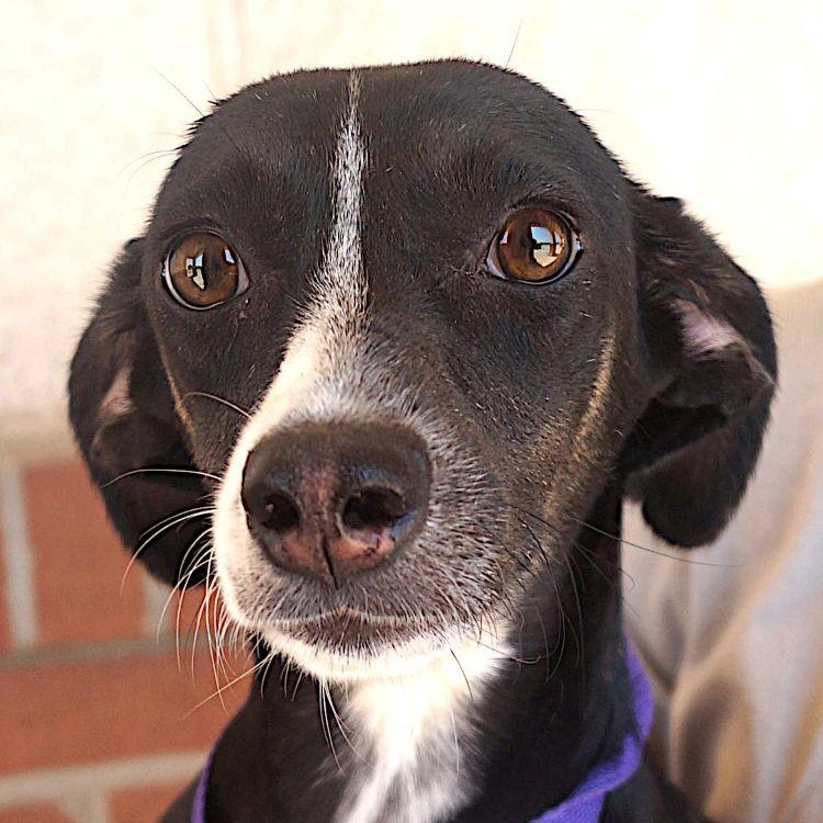 Enlarge Sparky, a Adoptable mixed breed in Carrollton, TX image 3/4