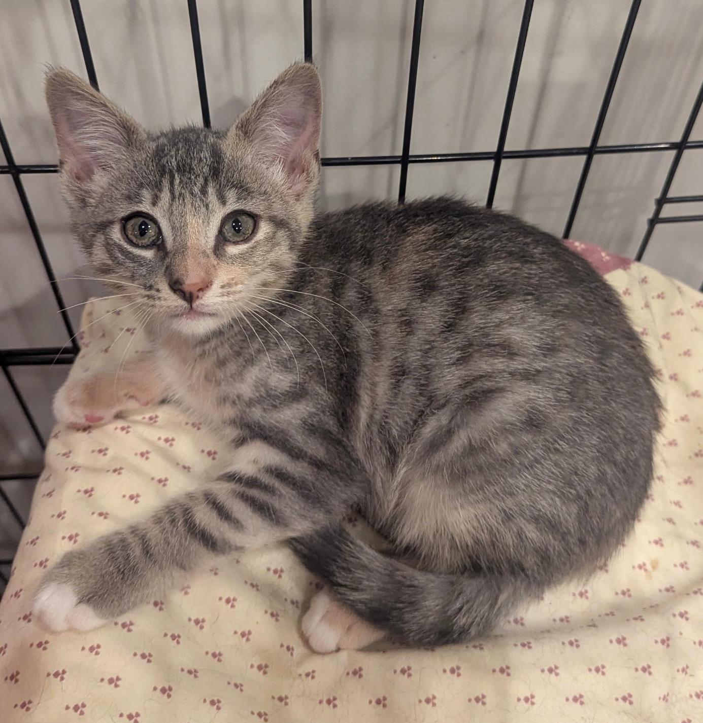 Rosa, ADOPTABLE, Kitten Female Torbie & Domestic Short Hair.