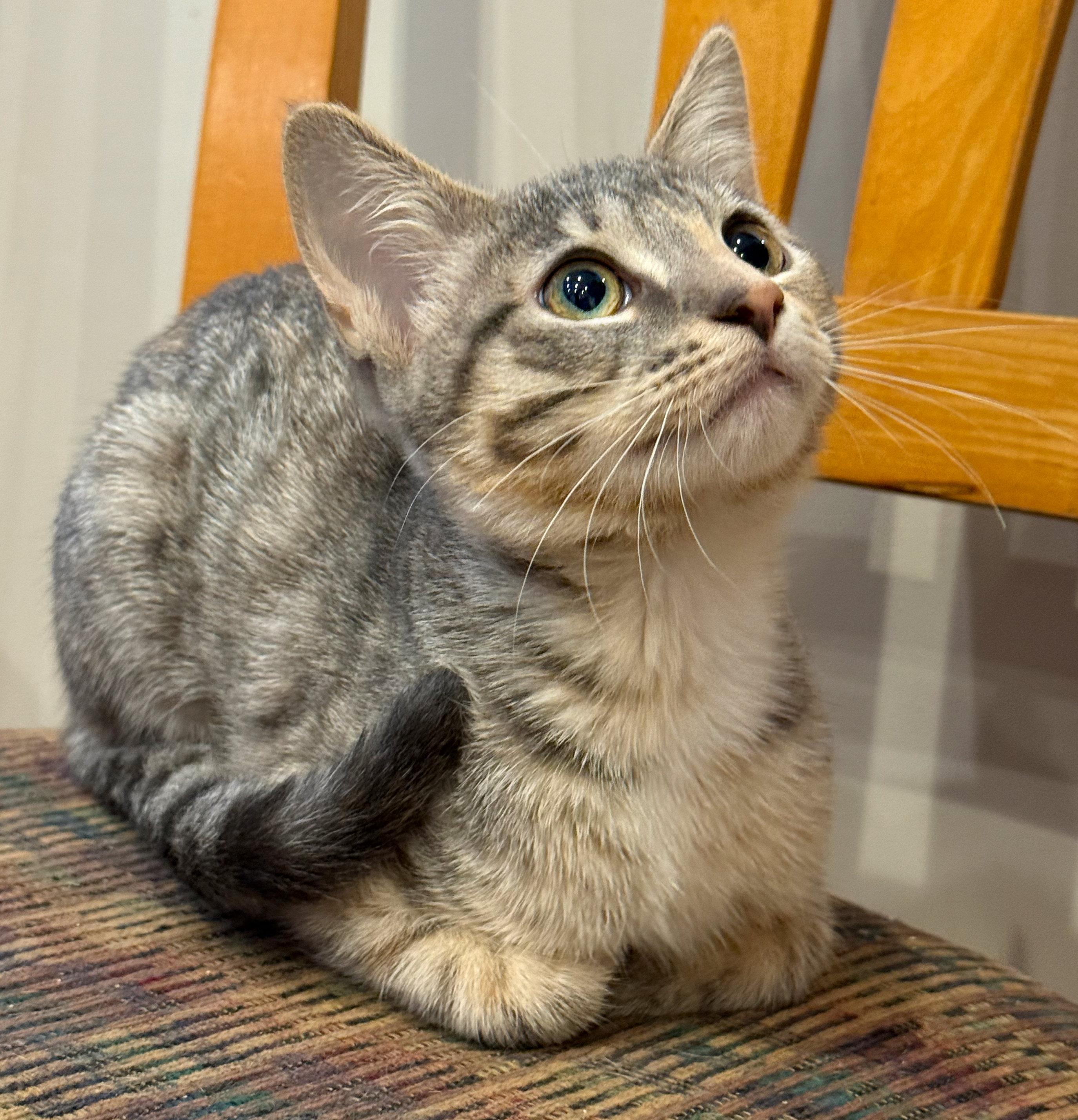 Rosa, ADOPTABLE, Kitten Female Torbie & Domestic Short Hair.