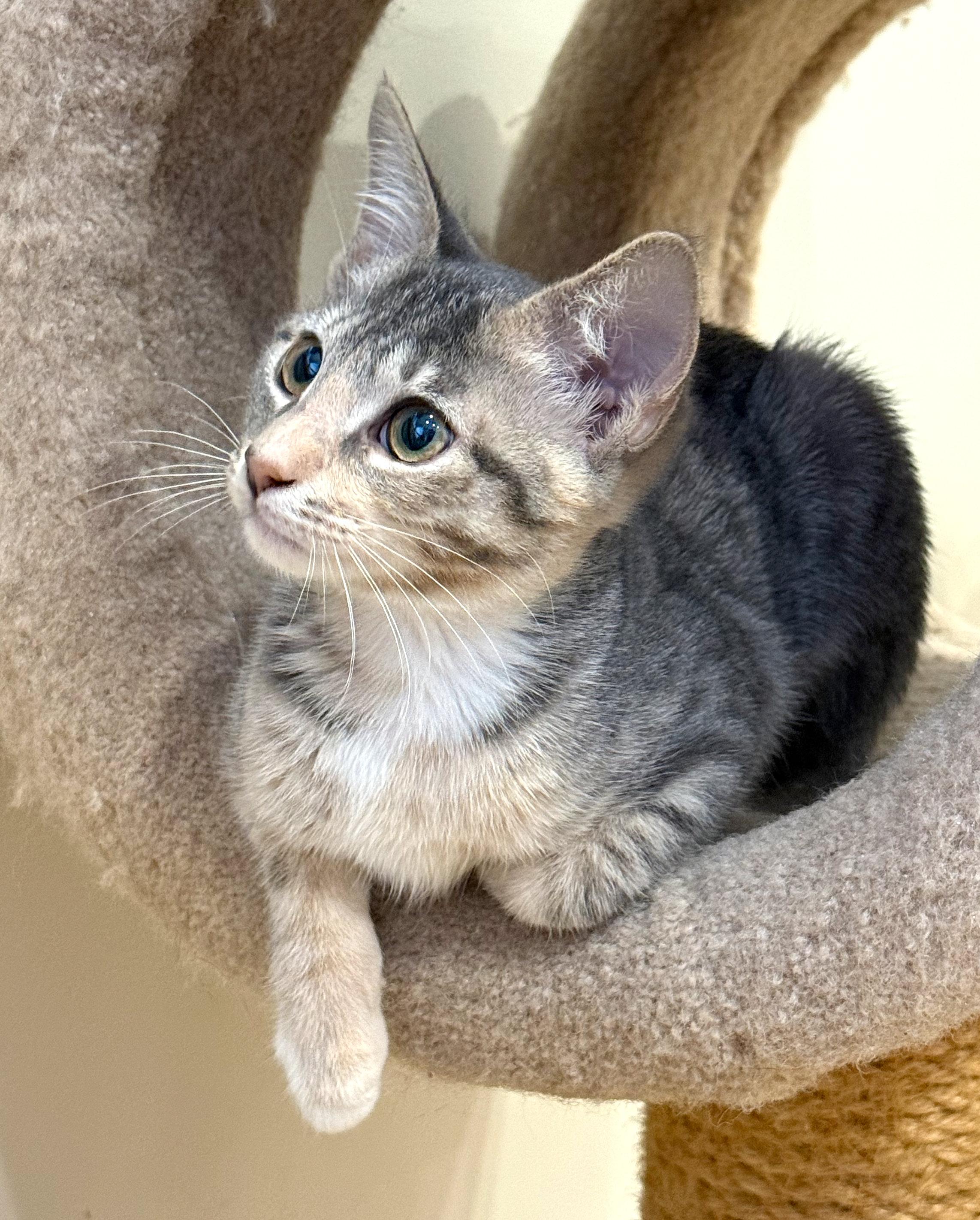 Rosa, a ADOPTABLE mixed breed in Hilton Head Island, SC image 2/4