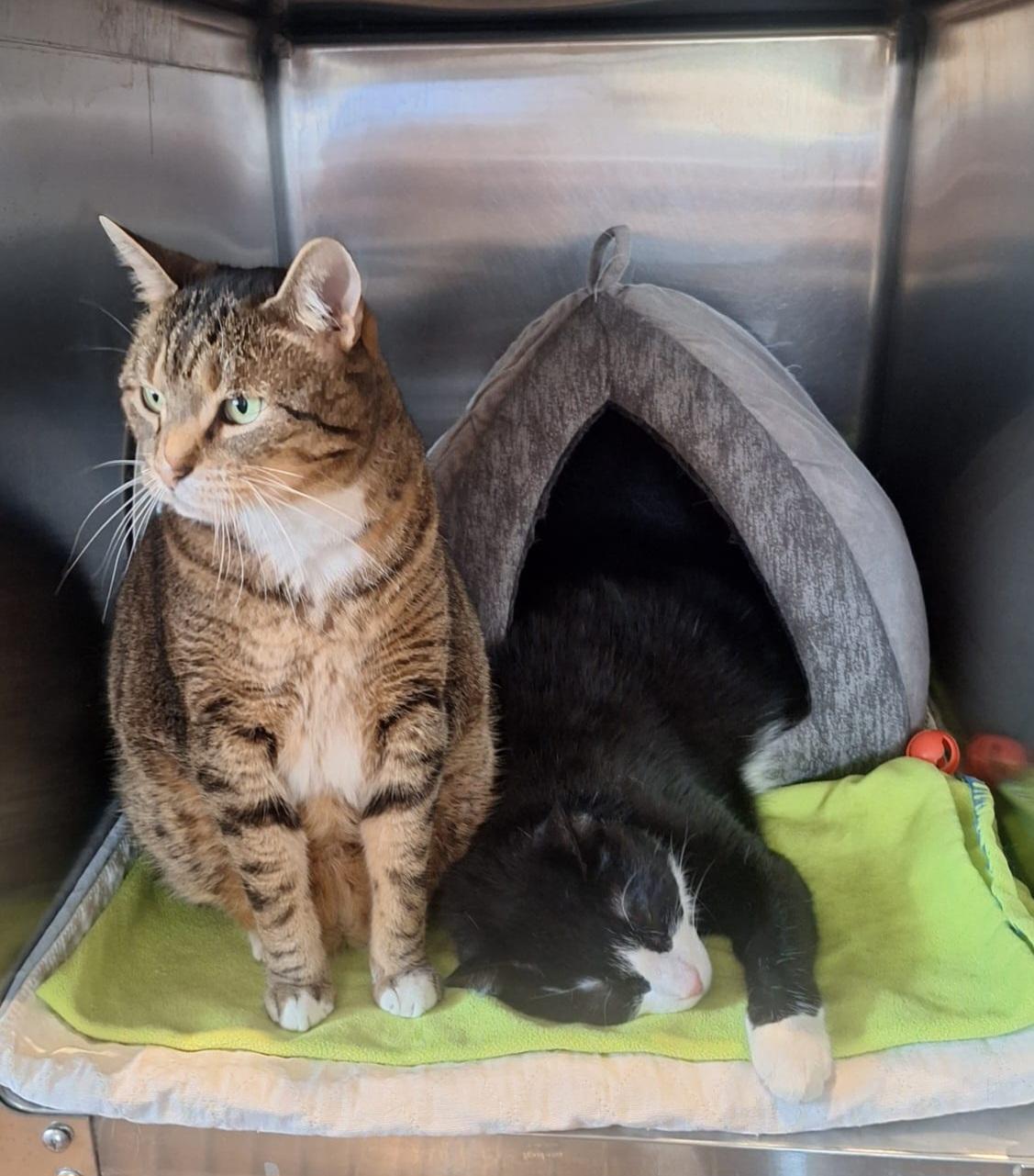 Jasper and Cash, ADOPTABLE, Senior Male Domestic Short Hair.