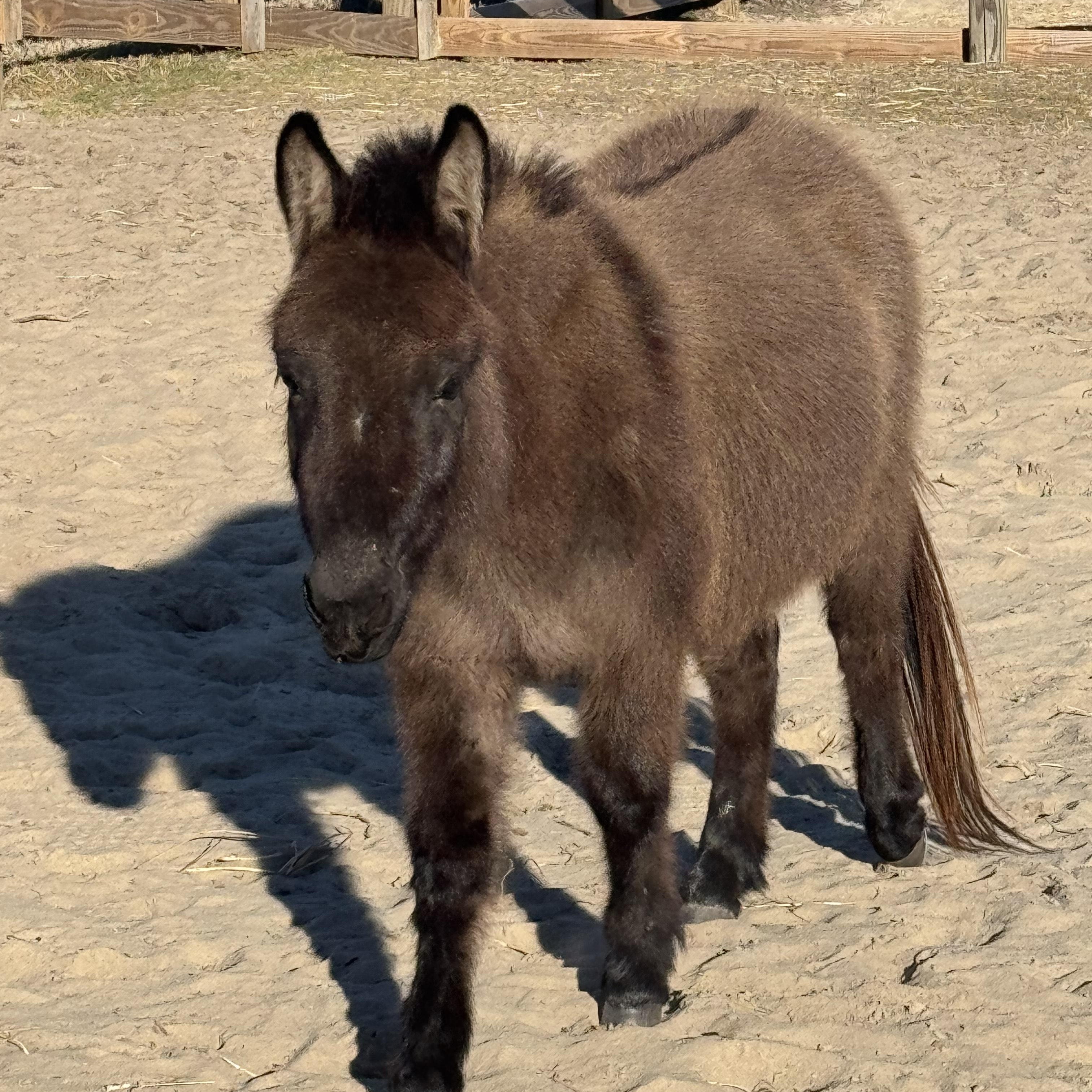 Stitch, ADOPTABLE, Young Male Mule.