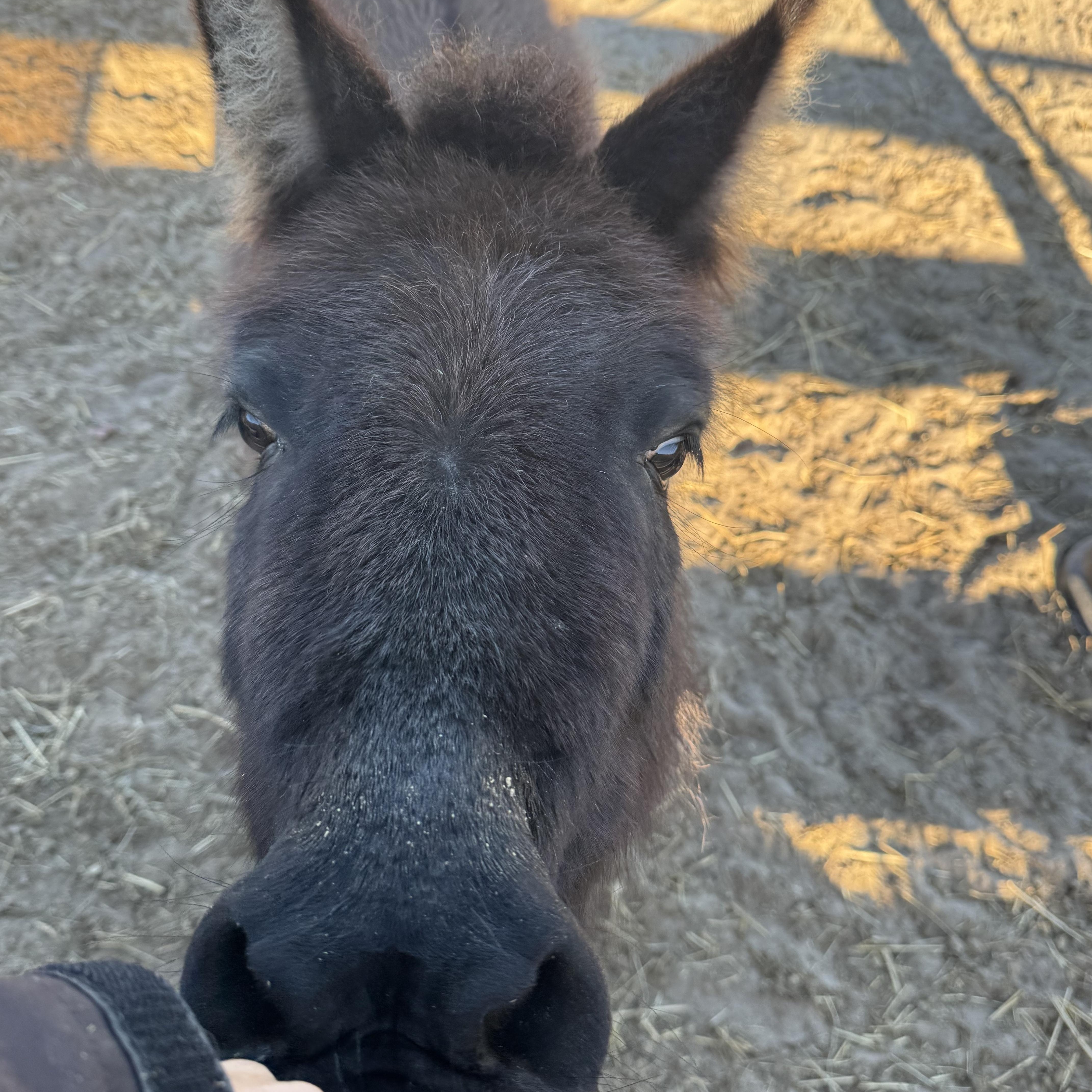 Enlarge Stitch, a ADOPTABLE Mule in Aiken, SC image 2/2