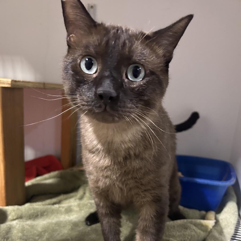 Sammy, Adoptable, Adult Male Domestic Short Hair.