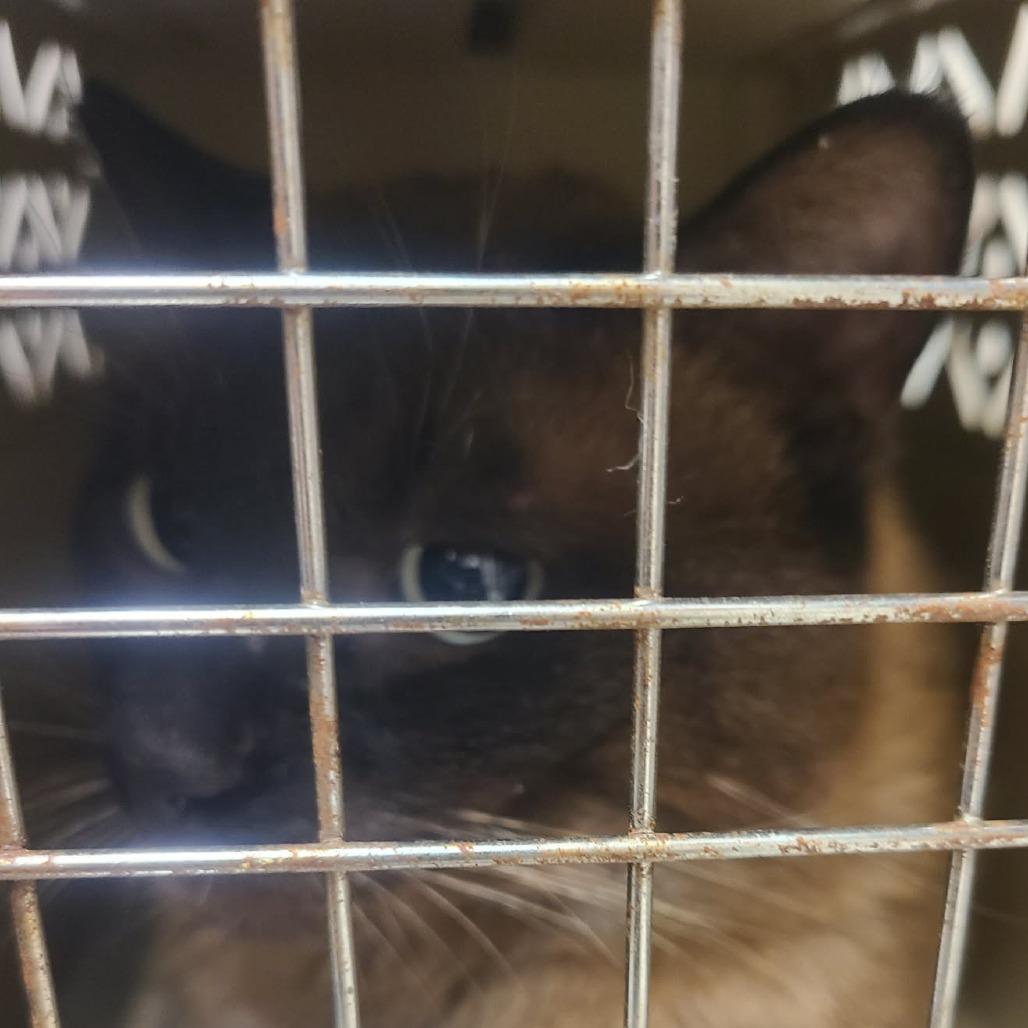 Enlarge Sammy, a Adoptable Domestic Short Hair in Hemet, CA image 2/2