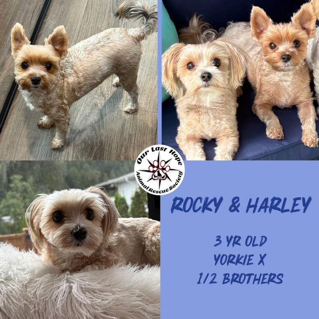 Harley & Rocky, Adopted, Adult Male Yorkshire Terrier & Havanese.
