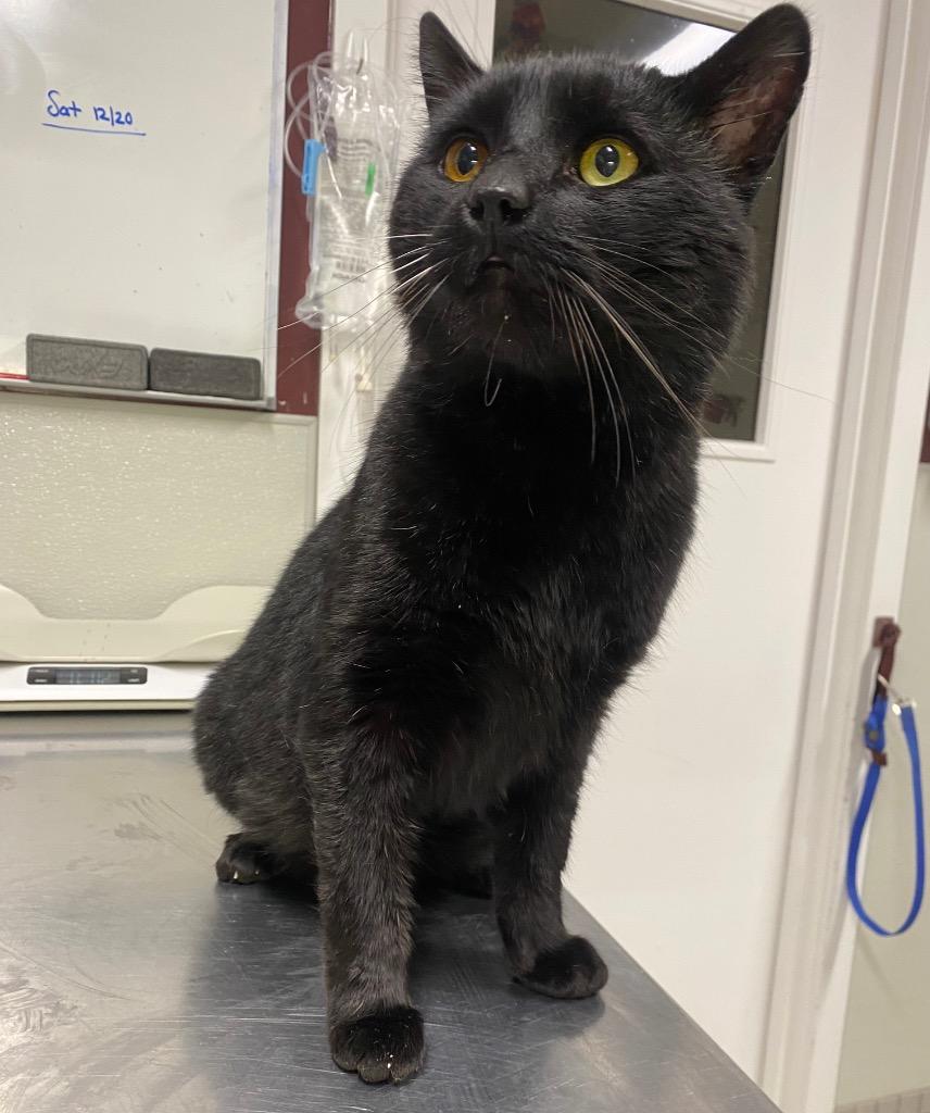 Morpheus, Adoptable, Adult Male Domestic Short Hair.