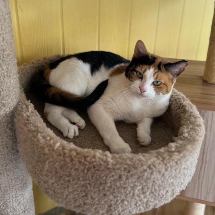 Enlarge Peanut, a Adoptable Calico in Madison Heights, MI image 1/2
