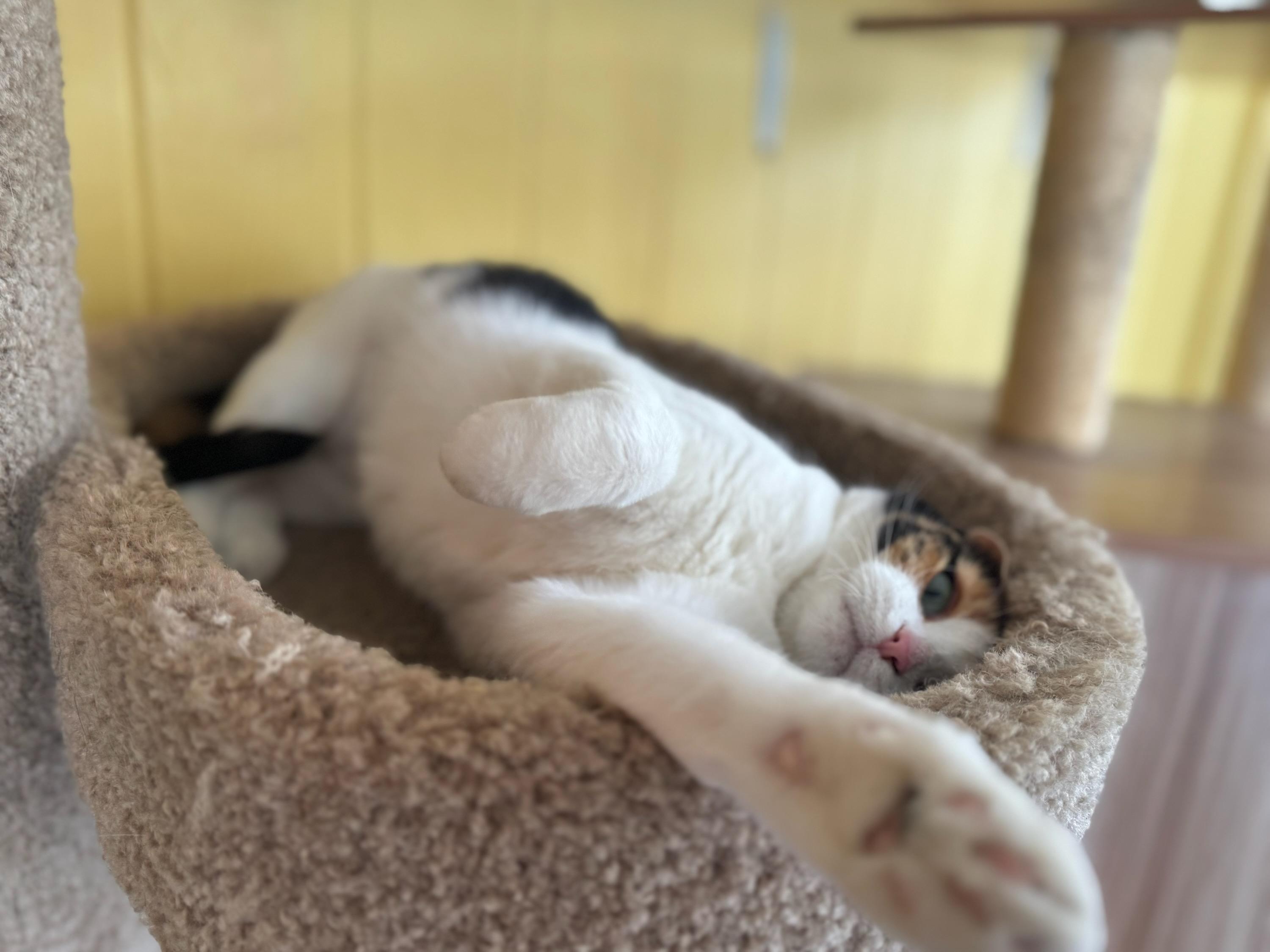 Enlarge Peanut, a Adoptable Calico in Madison Heights, MI image 2/2