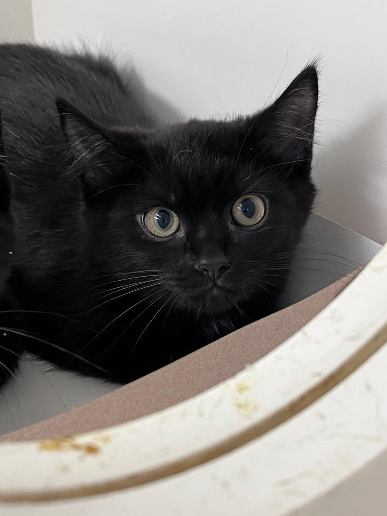 Donnie, Adoptable, Kitten Male Domestic Short Hair.
