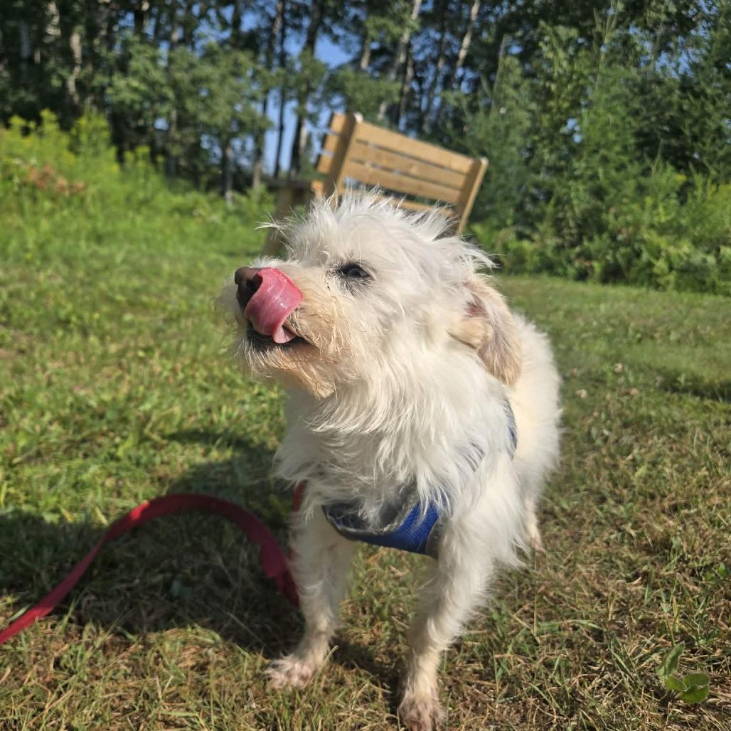 Enlarge Gizmo, a Adoptable mixed breed in Park Falls, WI image 1/5