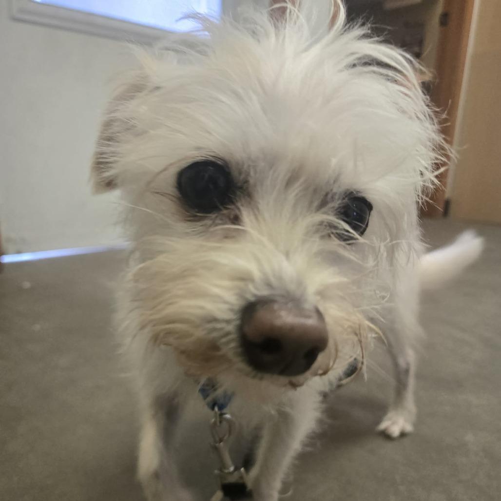 Gizmo (Bonded with Jack), Adoptable, Senior Male Maltese & Chihuahua.