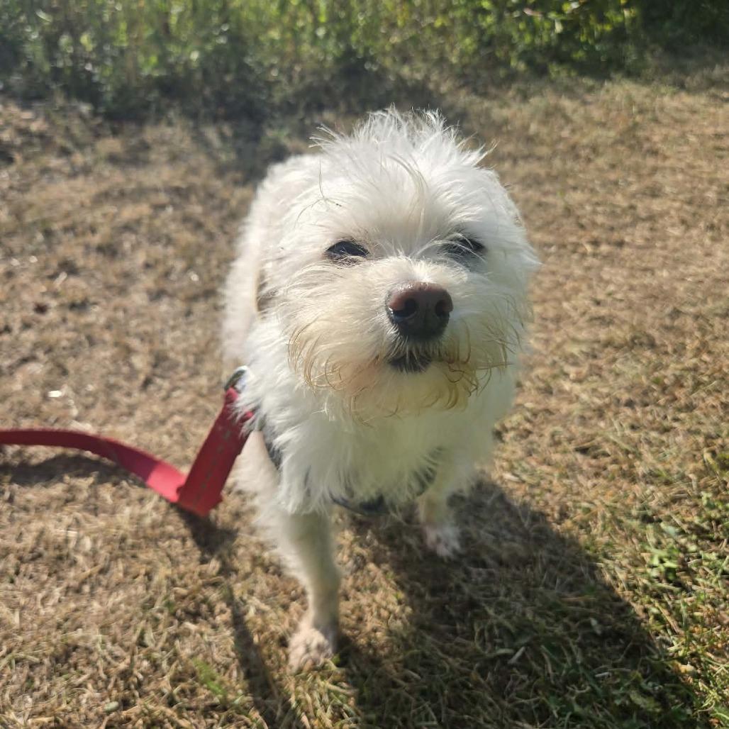 Enlarge Gizmo, a Adoptable mixed breed in Park Falls, WI image 2/5