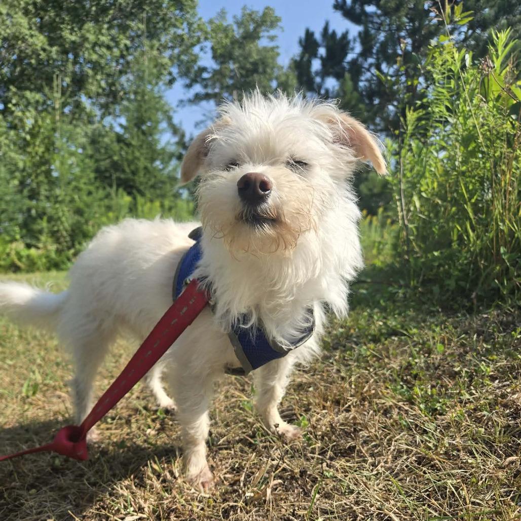 Enlarge Gizmo, a Adoptable mixed breed in Park Falls, WI image 3/5