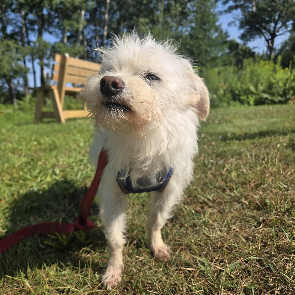 Enlarge Gizmo, a Adoptable mixed breed in Park Falls, WI image 4/5