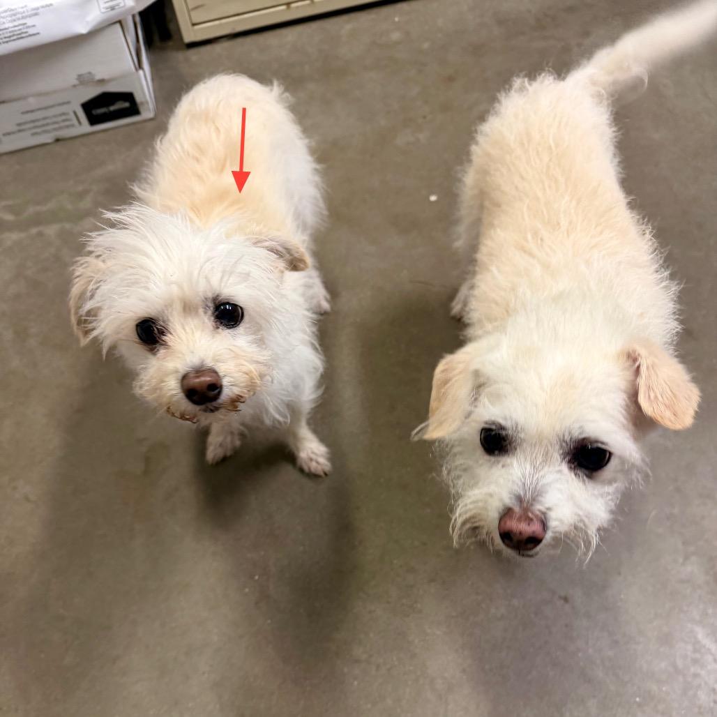 Enlarge Gizmo (Bonded with Jack), a Adoptable mixed breed in Park Falls, WI image 2/2