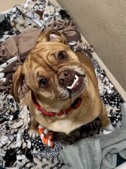 Enlarge Shindig, a Adoptable mixed breed in Pleasanton, CA image 3/3