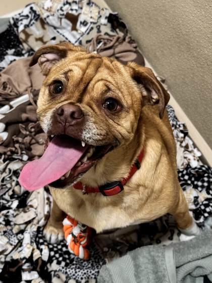Enlarge Shindig, a Adoptable mixed breed in Pleasanton, CA image 2/3