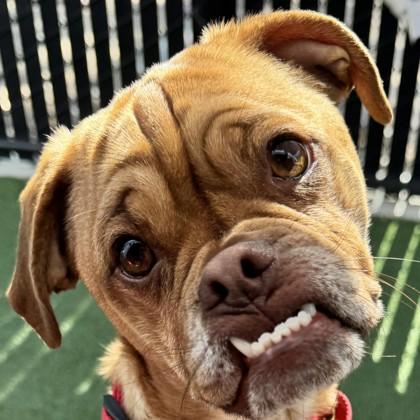 Shindig, Adoptable, Puppy Male Mixed Breed & Mixed Breed.