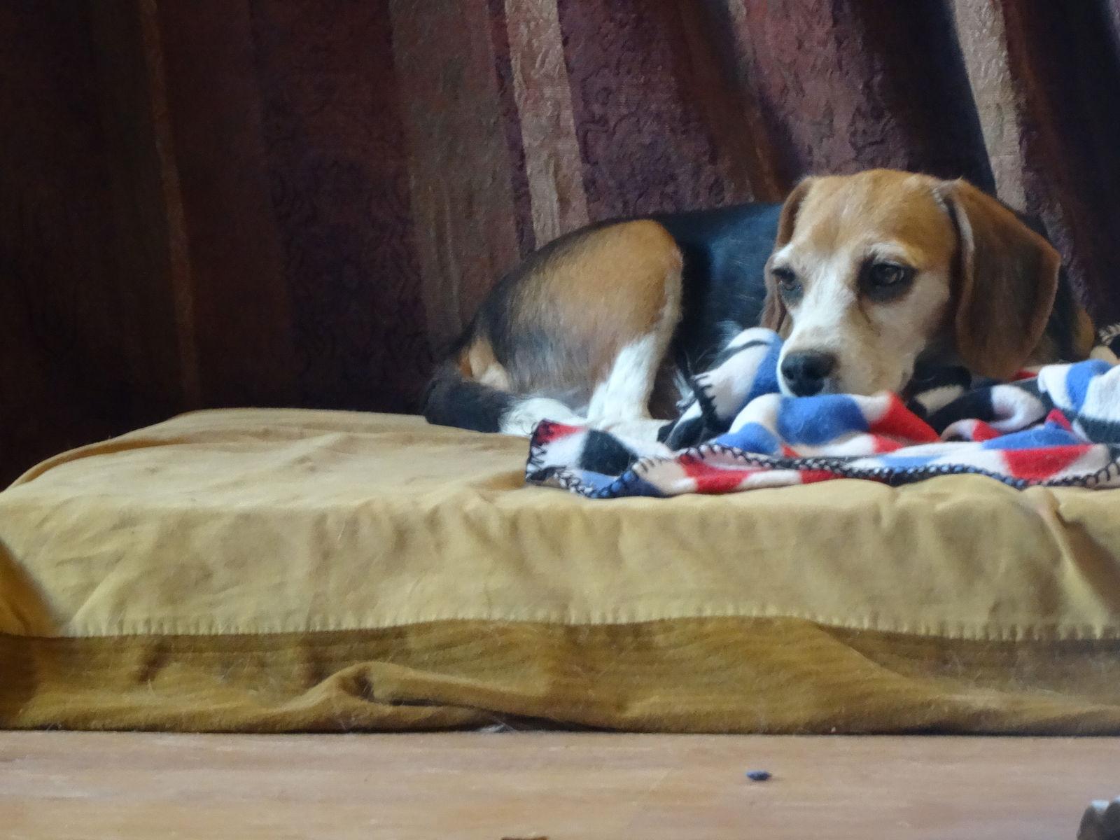 May Day, Adopted, Young Female Beagle.