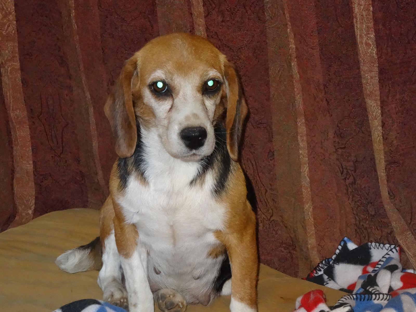 Enlarge May Day, a Adopted Beagle in Apple Valley, CA image 2/2