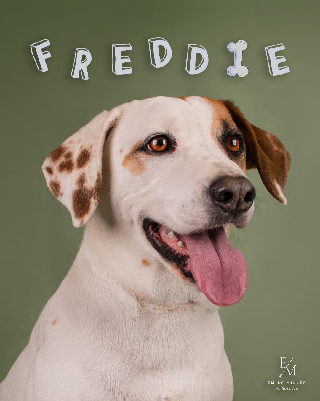 Freddie, a Adoptable mixed breed in Phoenix, AZ image 4/4