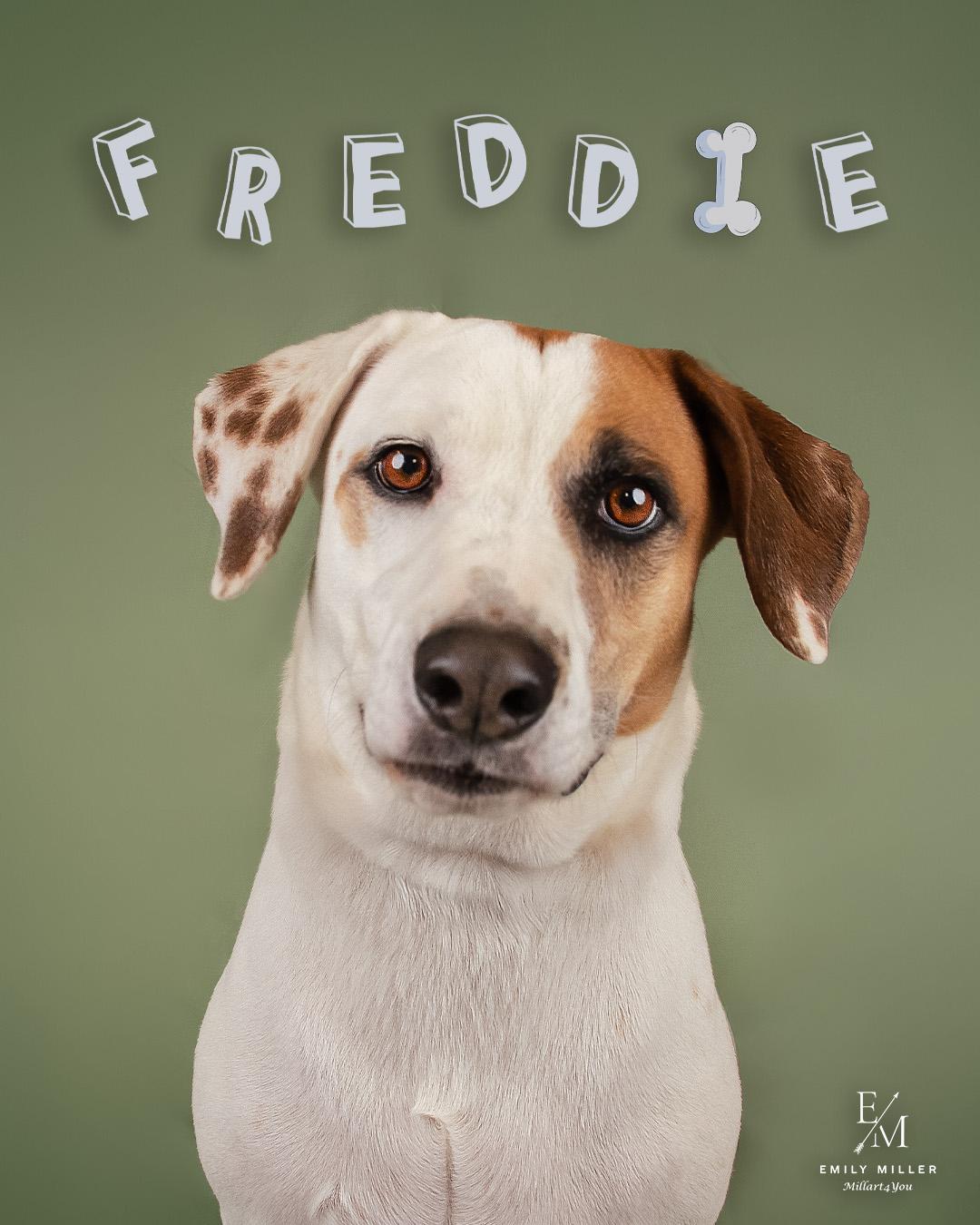 Freddie, a Adoptable mixed breed in Phoenix, AZ image 1/4