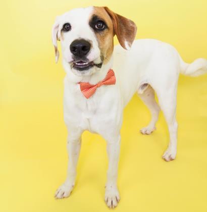 Freddie, a Adoptable mixed breed in Phoenix, AZ image 2/4
