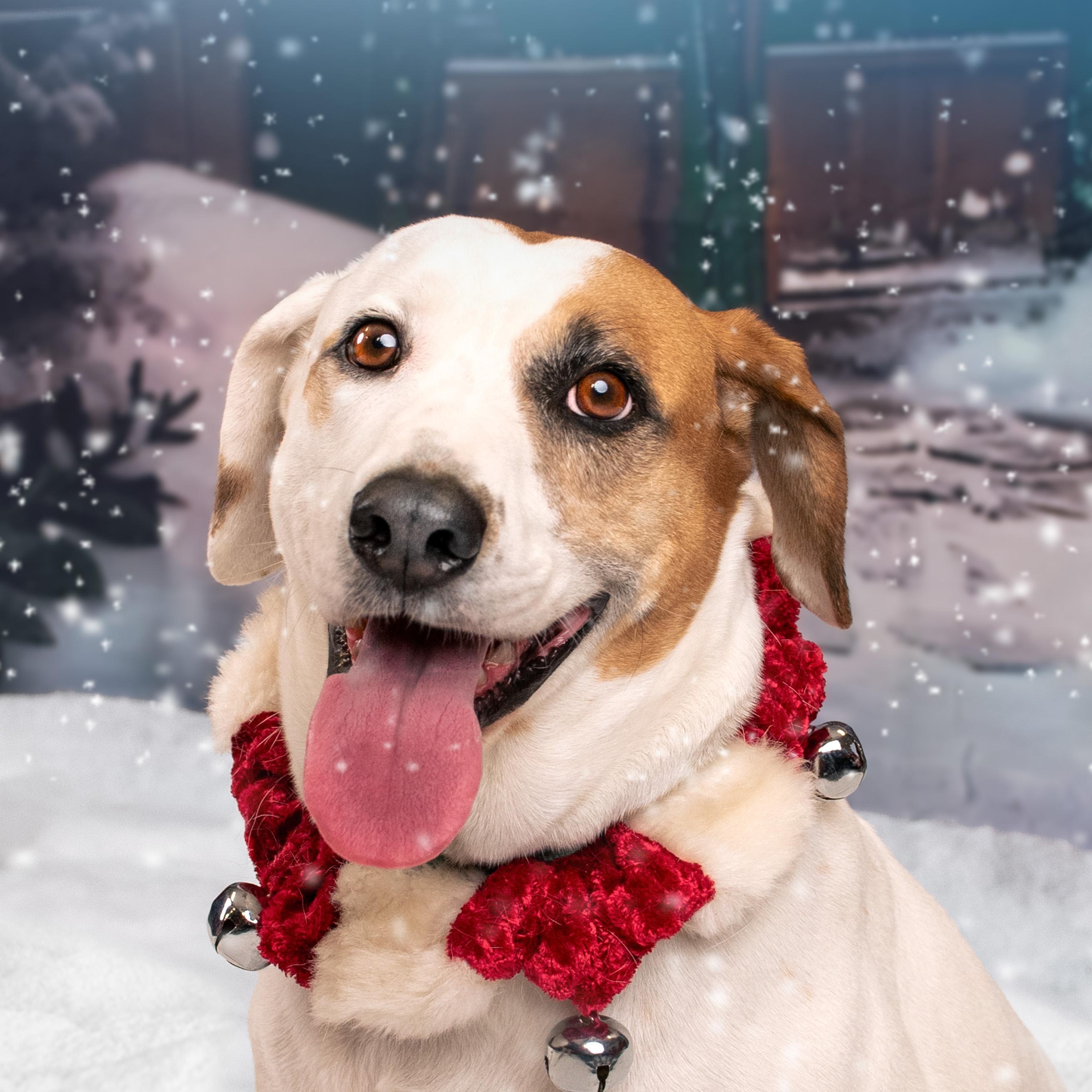 Enlarge Freddie, a Adoptable mixed breed in Phoenix, AZ image 5/6