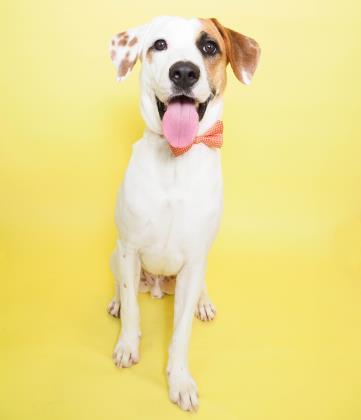 Freddie, a Adoptable mixed breed in Phoenix, AZ image 3/4