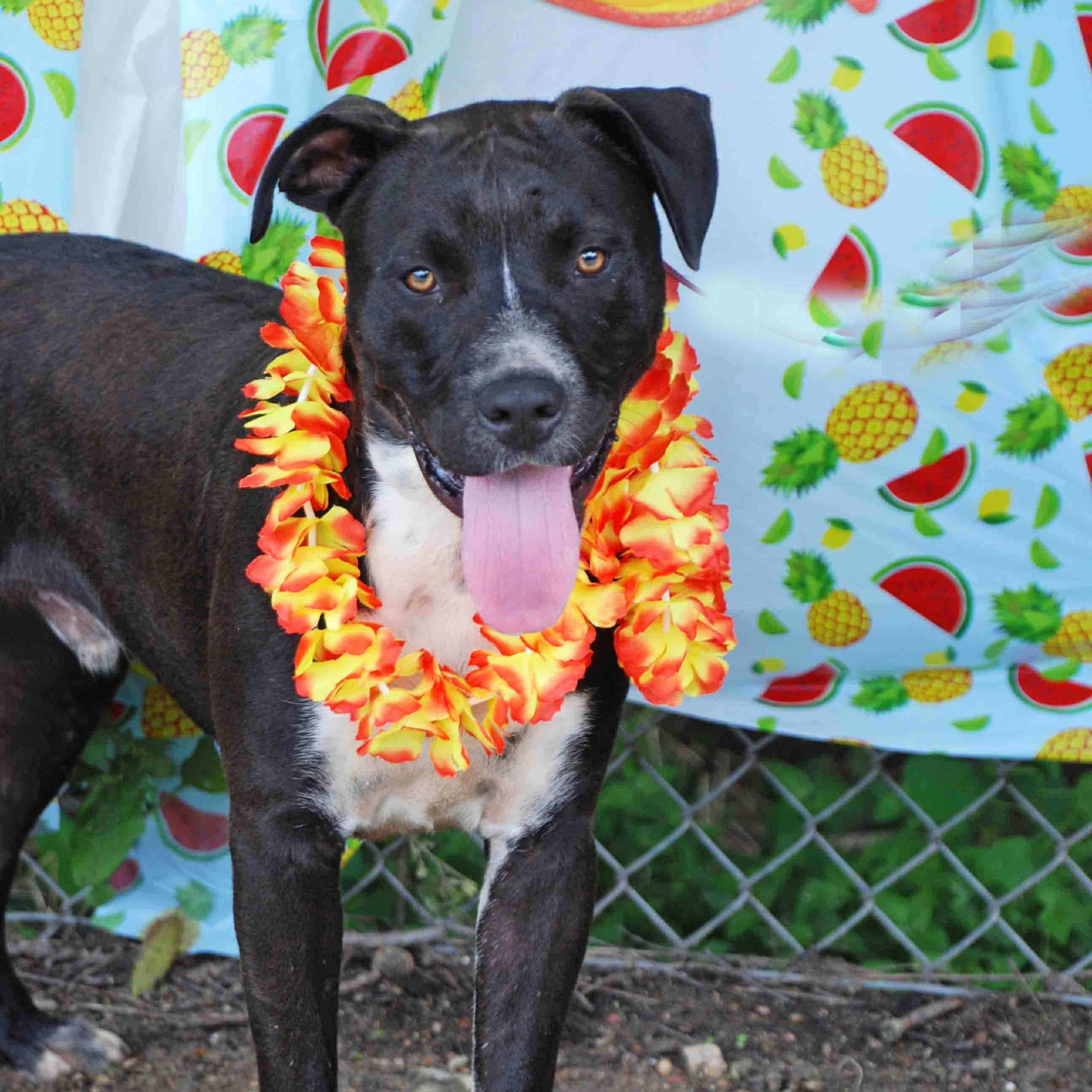 Brisket, a Adoptable mixed breed in Madisonville, TX image 6/6