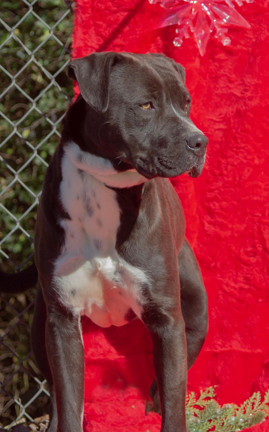 Brisket, a Adoptable mixed breed in Madisonville, TX image 3/6