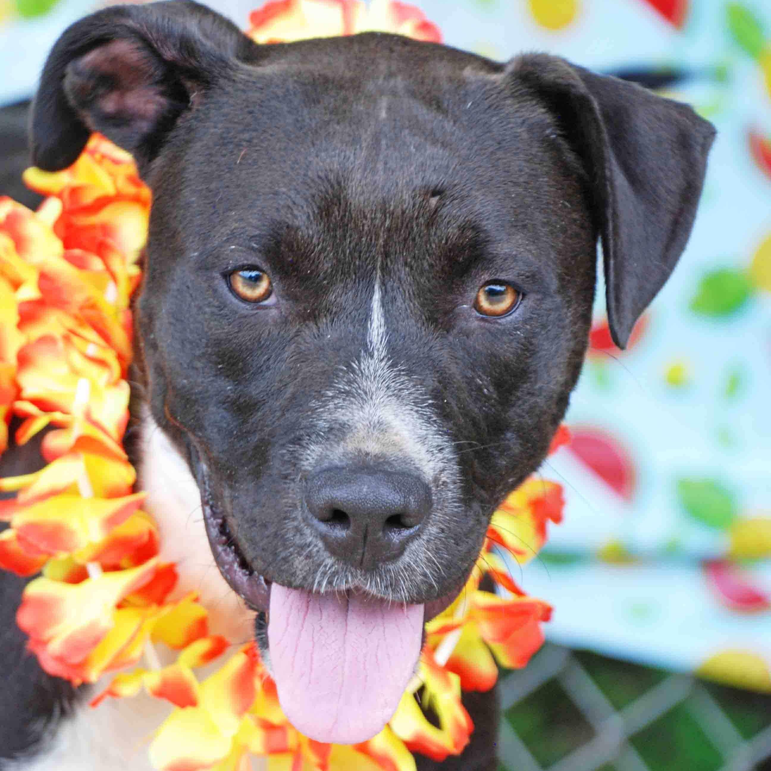 Brisket, Adoptable, Young Male American Bully & Pit Bull Terrier.