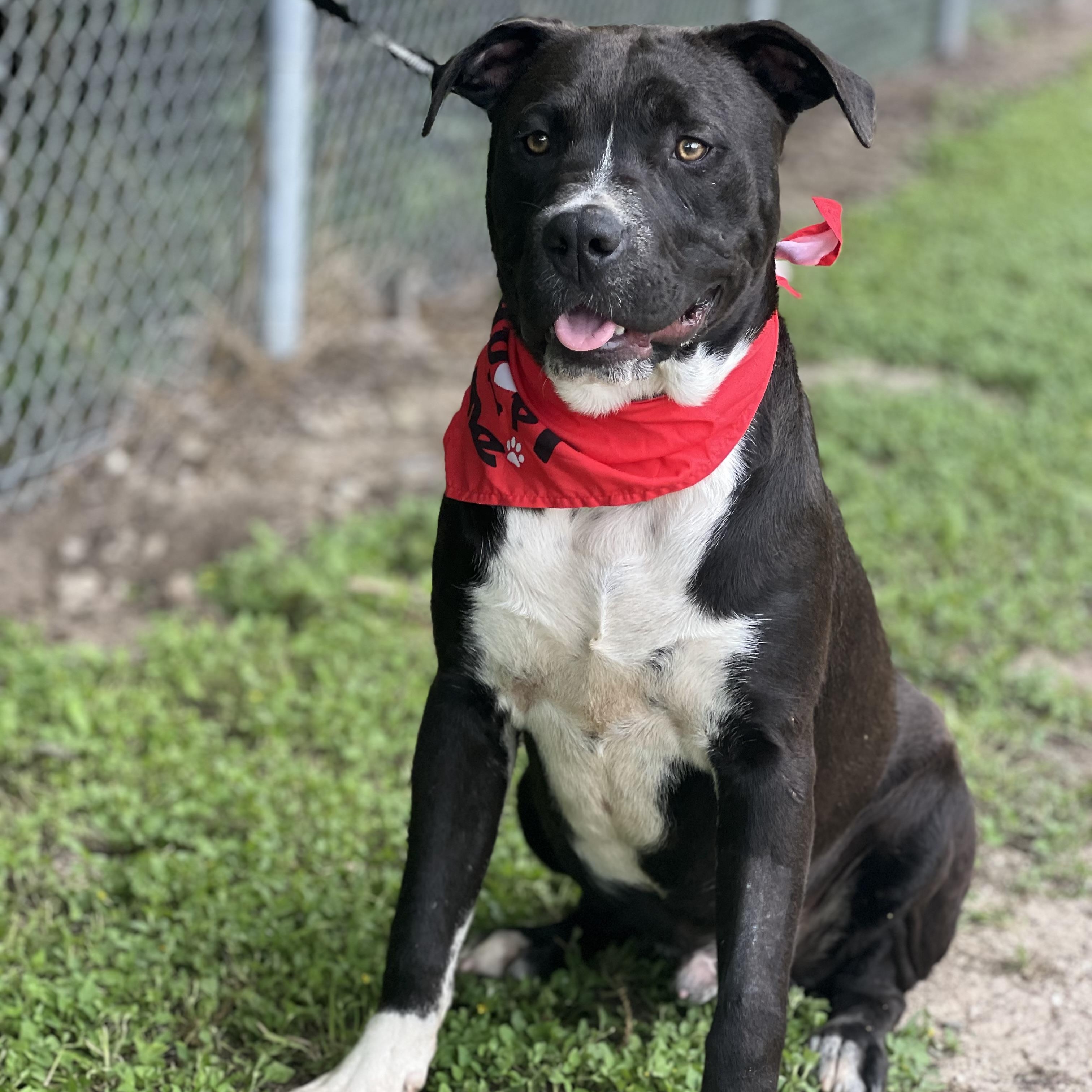 Brisket, a Adoptable mixed breed in Madisonville, TX image 2/6
