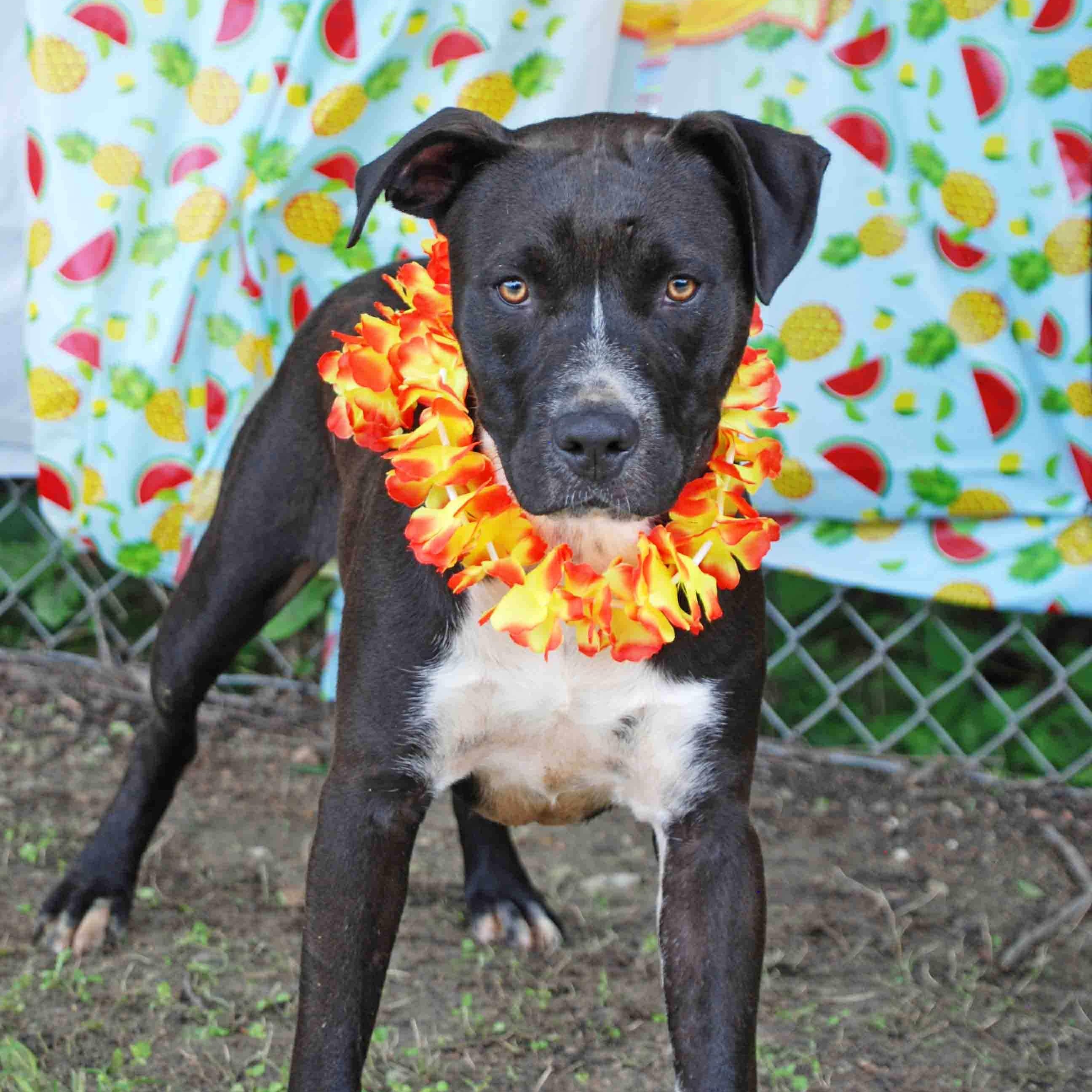 Brisket, a Adoptable mixed breed in Madisonville, TX image 5/6