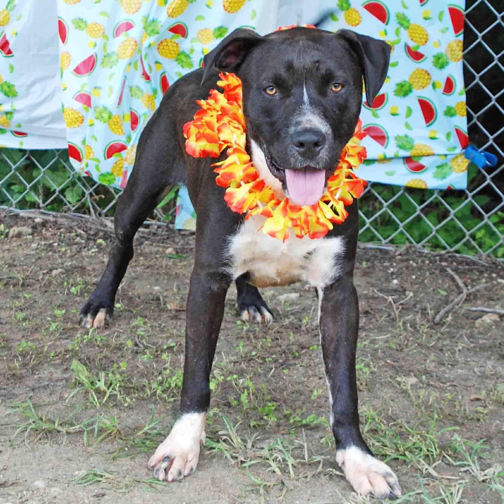 Brisket, a Adoptable mixed breed in Madisonville, TX image 4/6