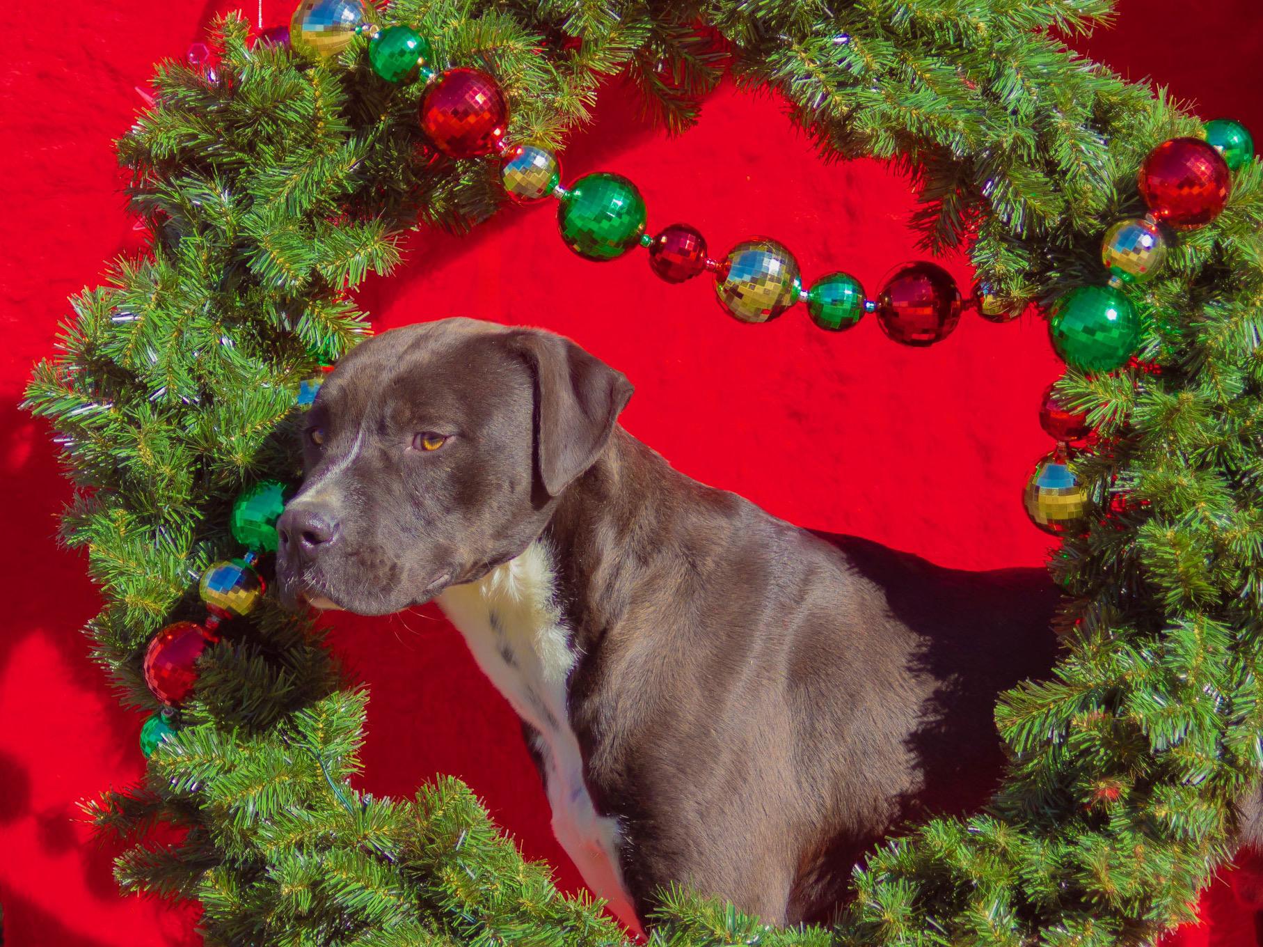 Brisket, a Adoptable mixed breed in Madisonville, TX image 6/6