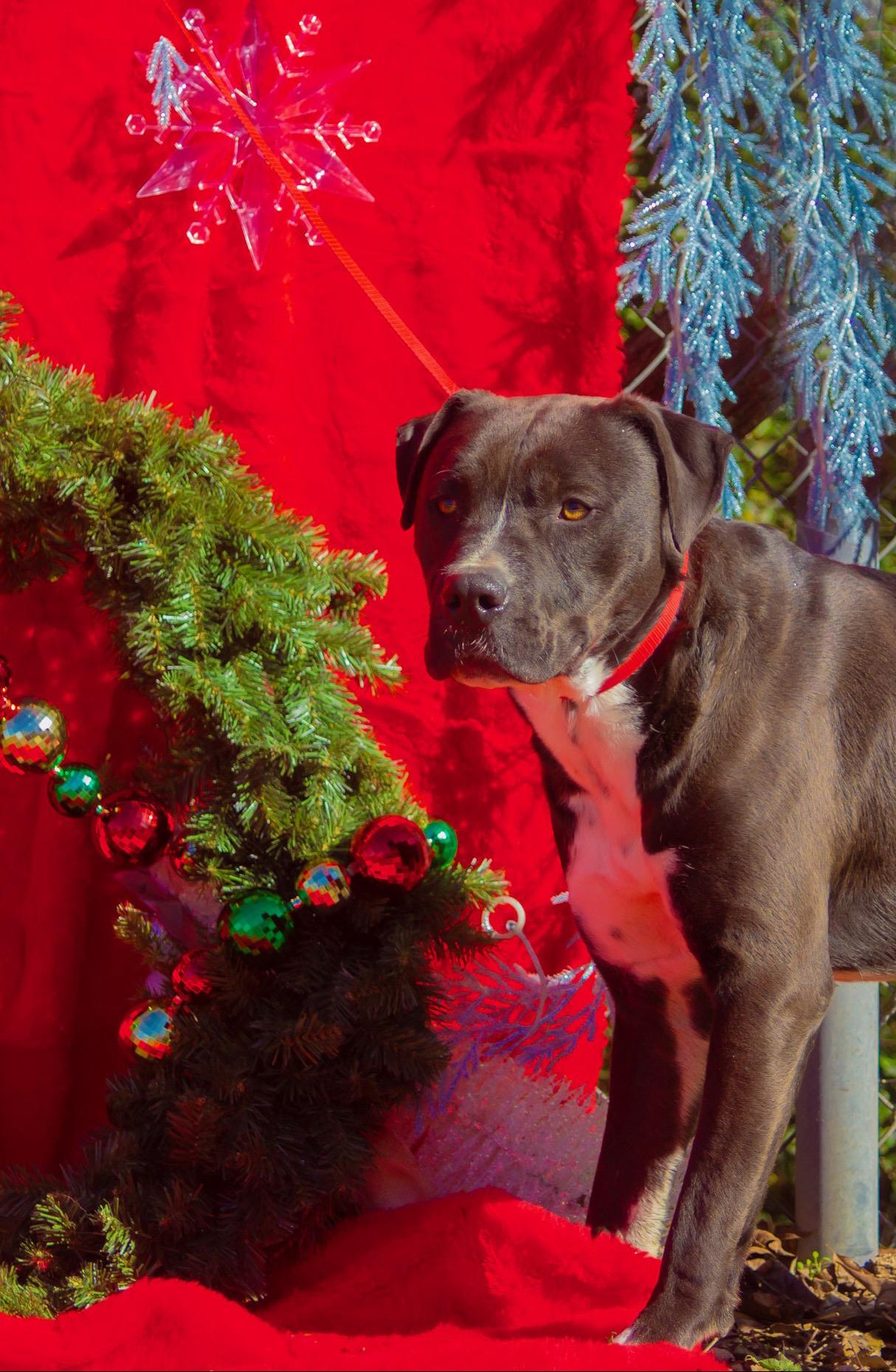 Brisket, a Adoptable mixed breed in Madisonville, TX image 5/6