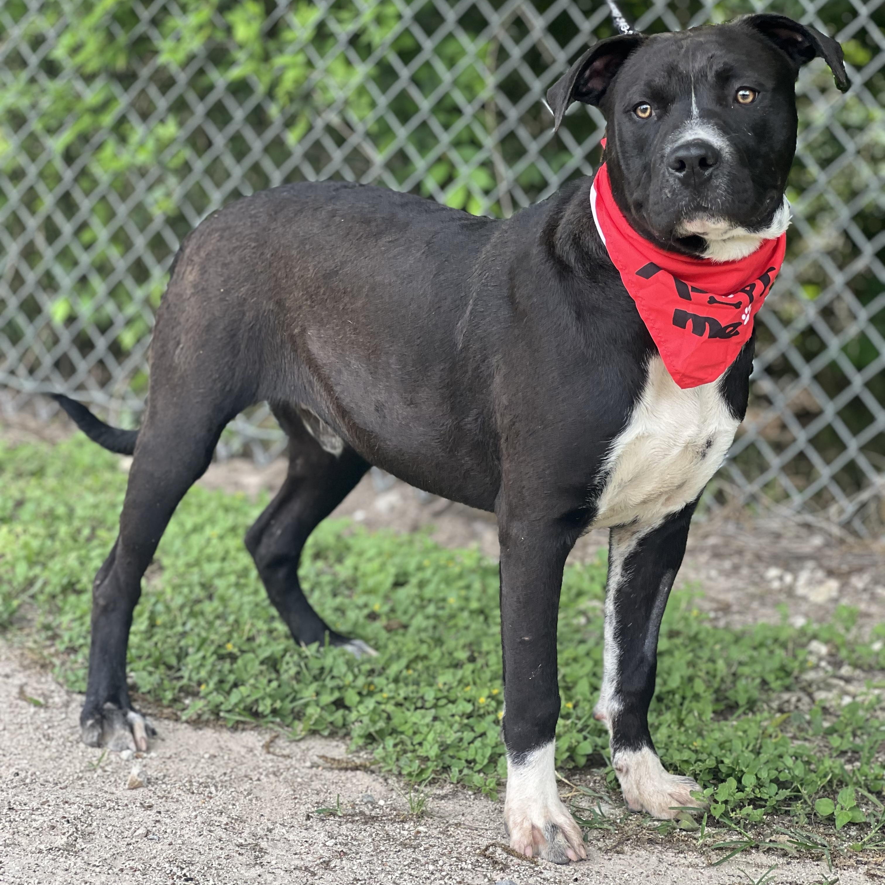 Brisket, a Adoptable mixed breed in Madisonville, TX image 3/6
