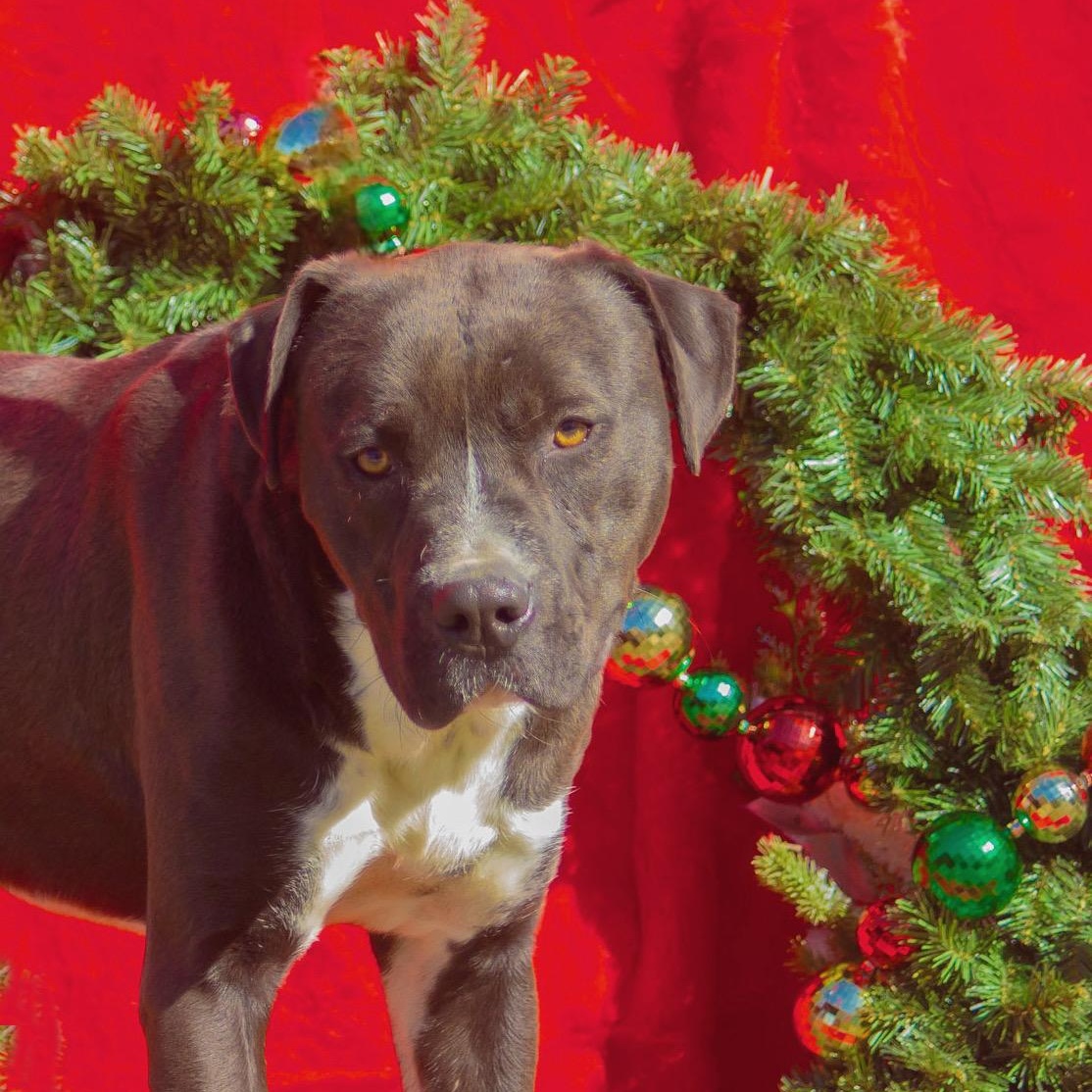 Brisket, a Adoptable mixed breed in Madisonville, TX image 1/6