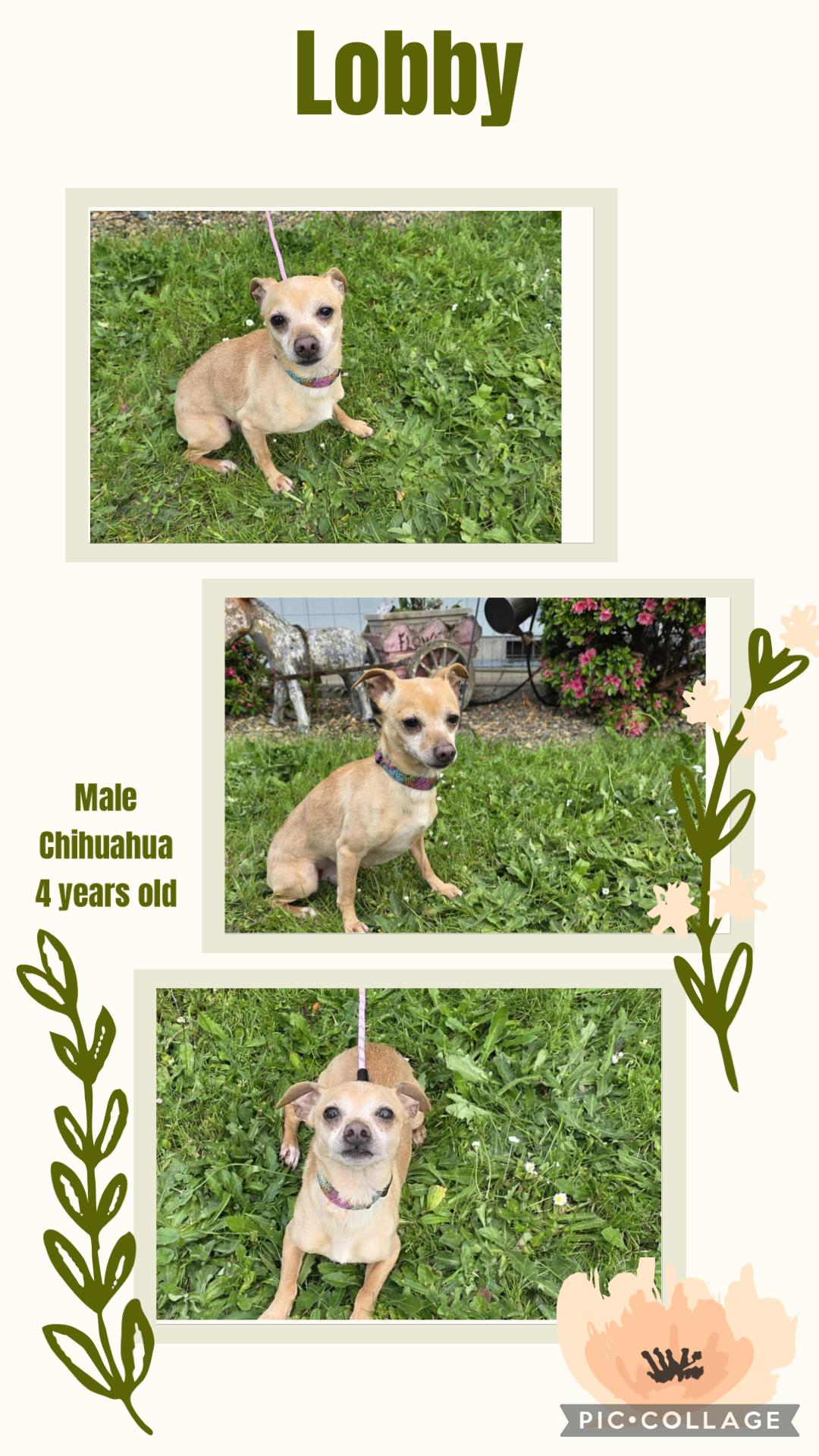 Lobby, an adoptable Chihuahua in Eugene, OR, 97404 | Photo Image 1